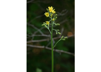 Trauben-Pippau (Crepis praemórsa) - © Emanuel Trummer